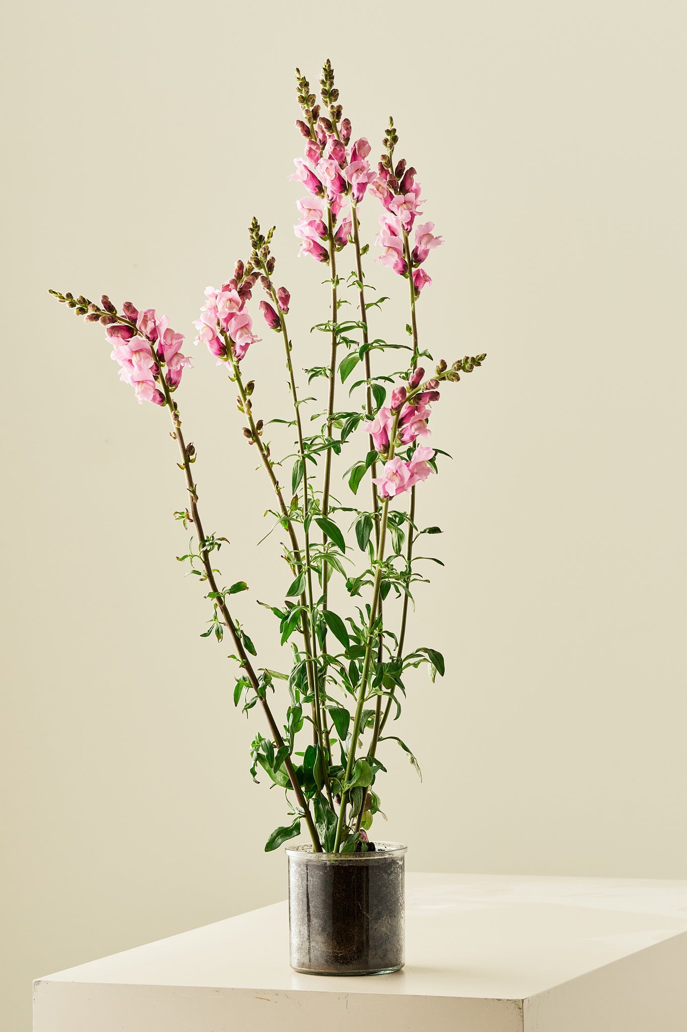 Løvemund 'Potomac Lavender'