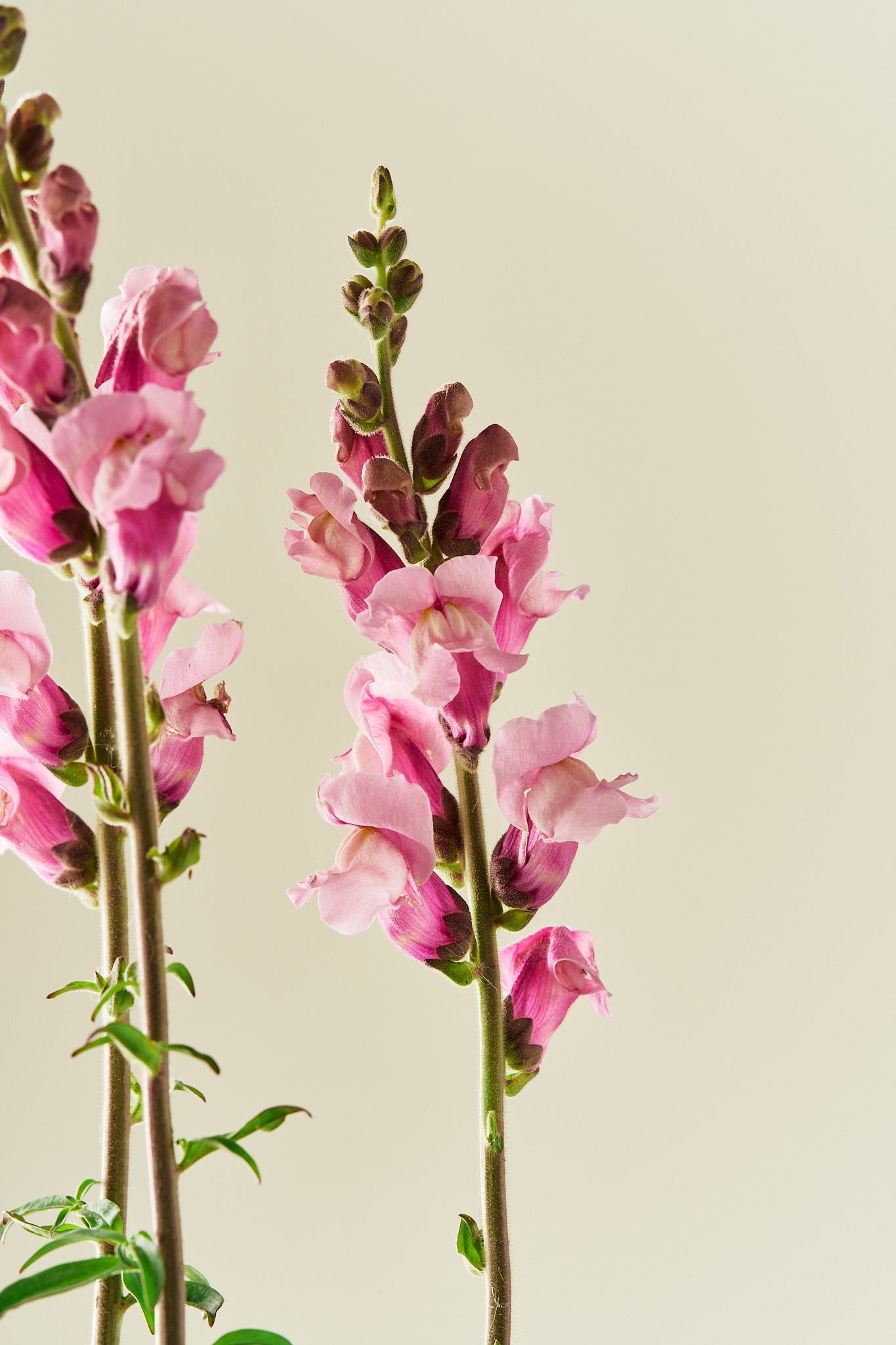 Løvemund 'Potomac Lavender'
