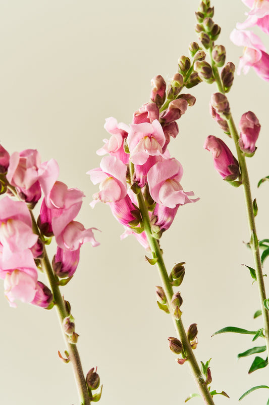 Løvemund 'Potomac Lavender'