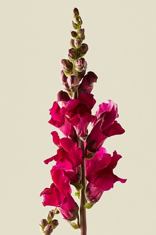 Løvemund 'Potomac Royal'