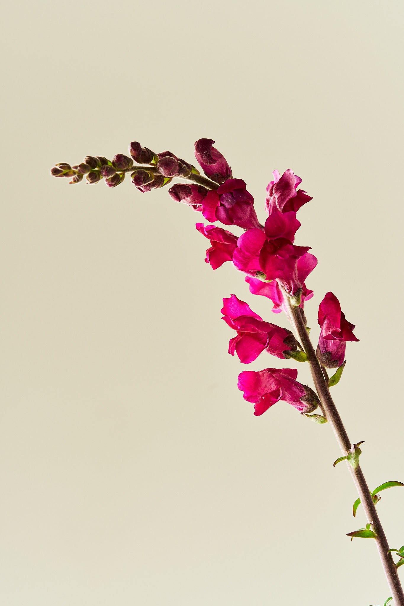 Løvemund 'Potomac Royal'