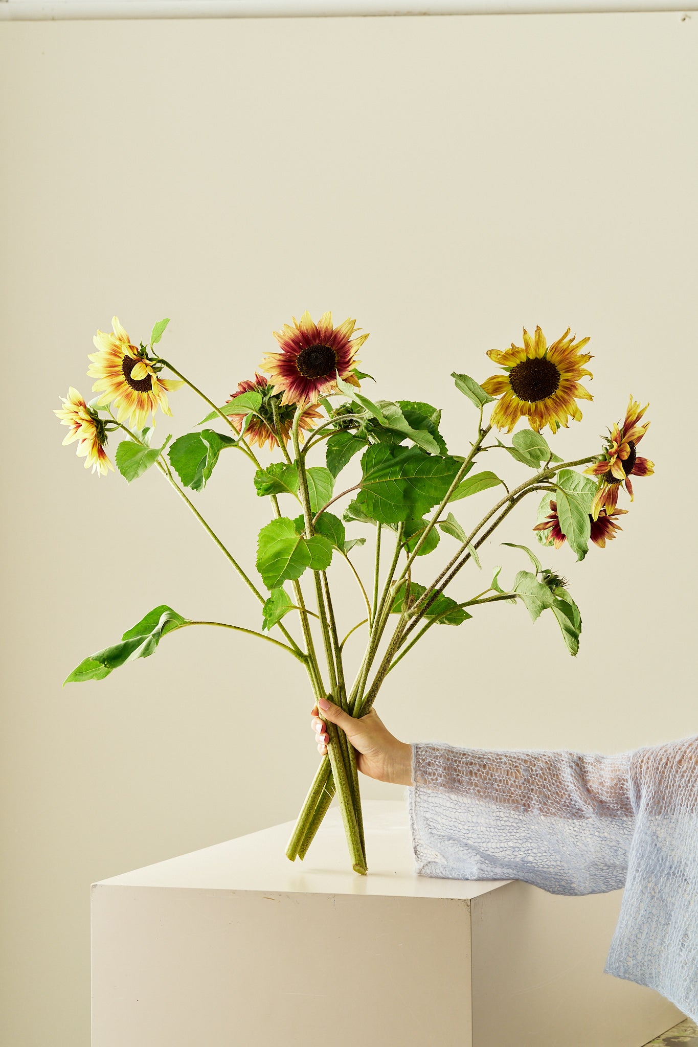 Solsikke ‘Summer Lovin’