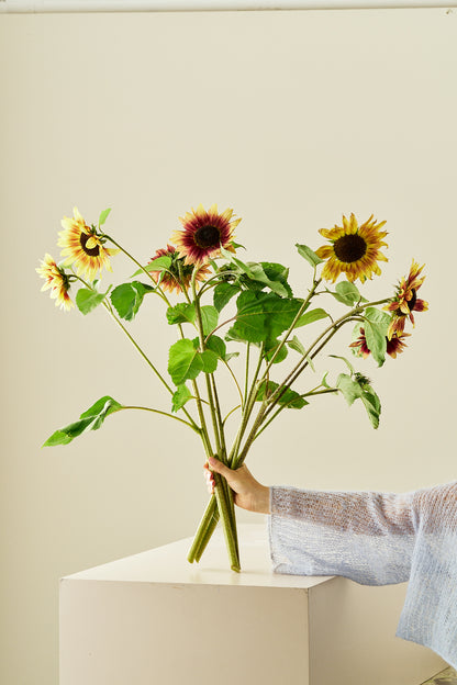 Solsikke ‘Summer Lovin’