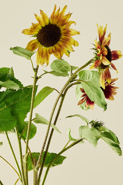 Solsikke ‘Summer Lovin’