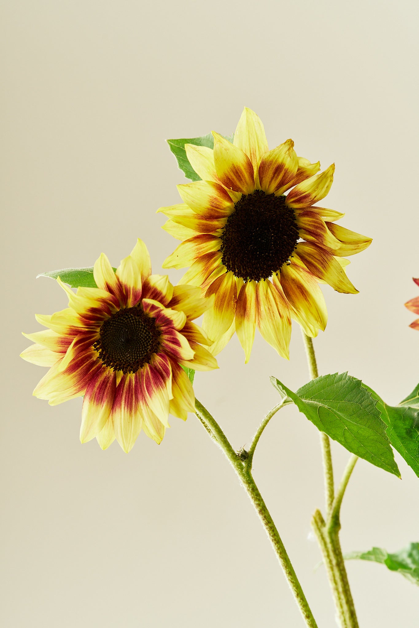 Solsikke ‘Summer Lovin’