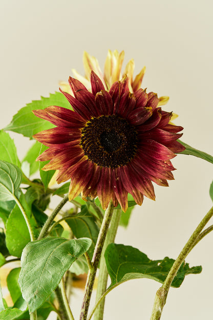 Solsikke ‘Summer Lovin’