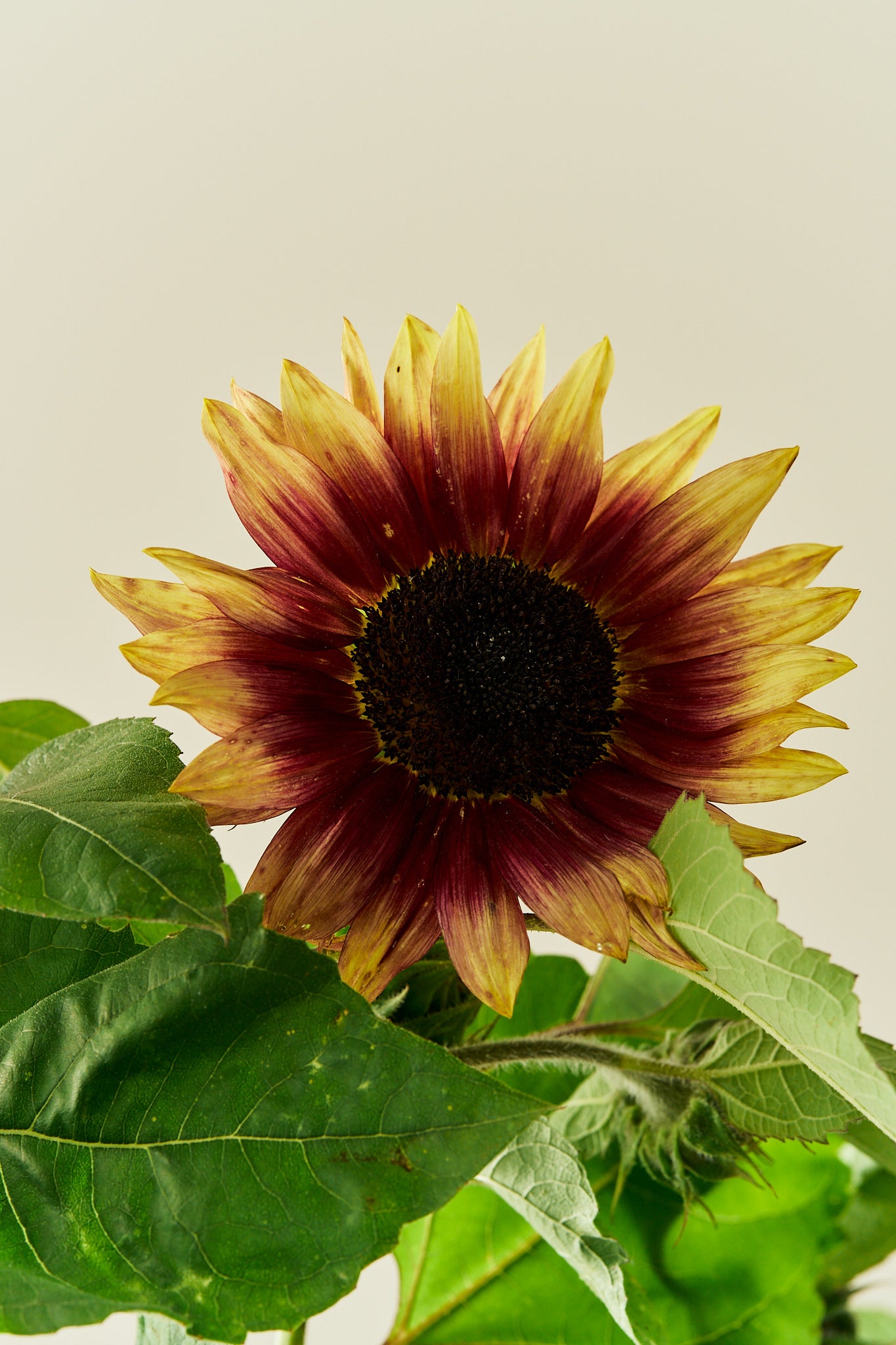 Solsikke ‘Summer Lovin’