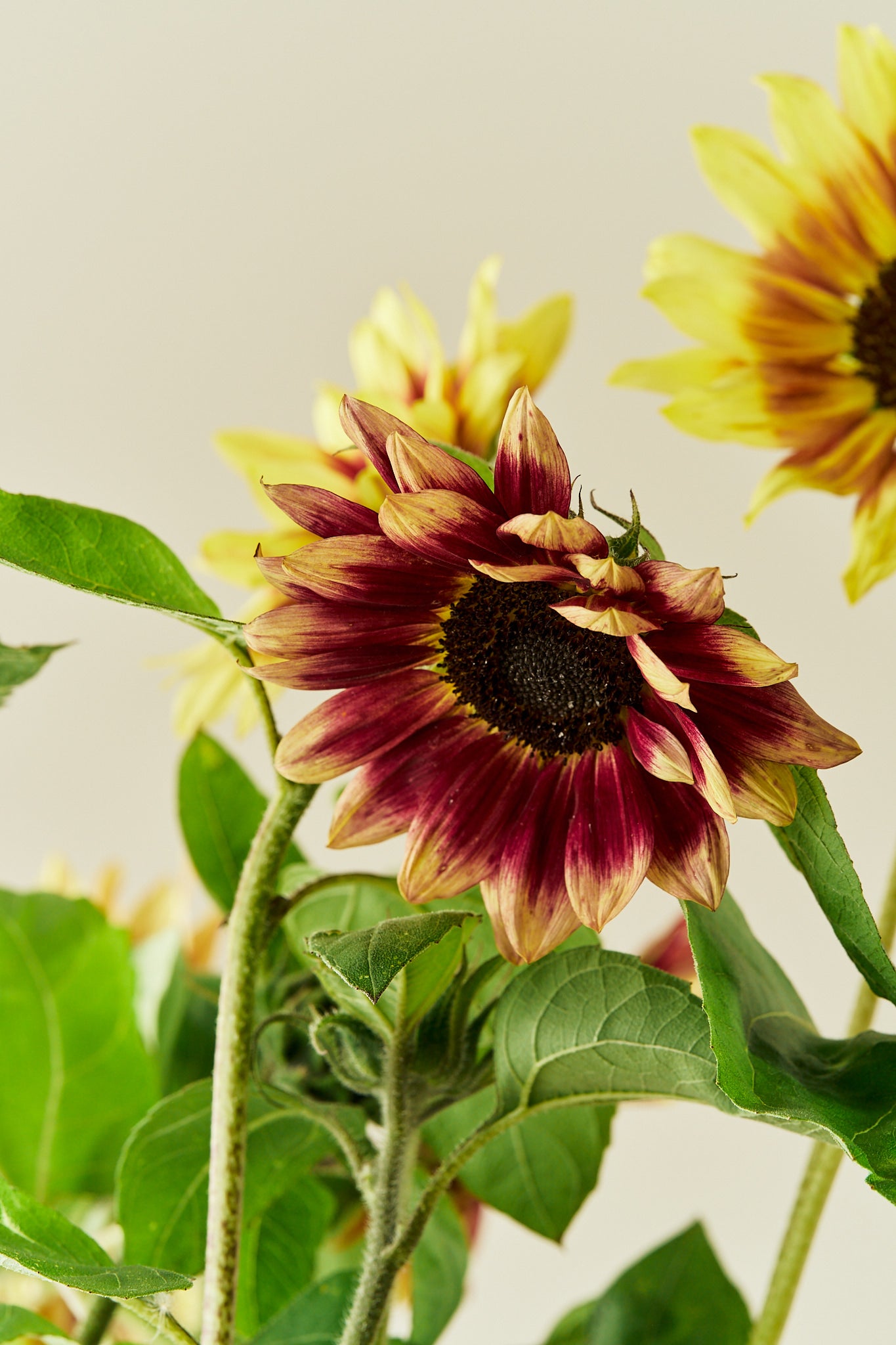 Solsikke ‘Summer Lovin’