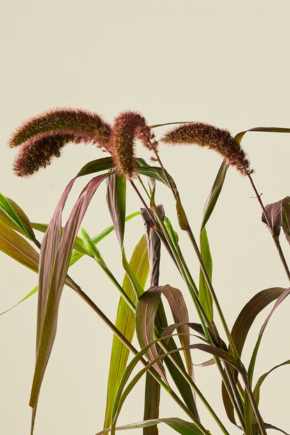 Kolbehirse 'Red Jewel'