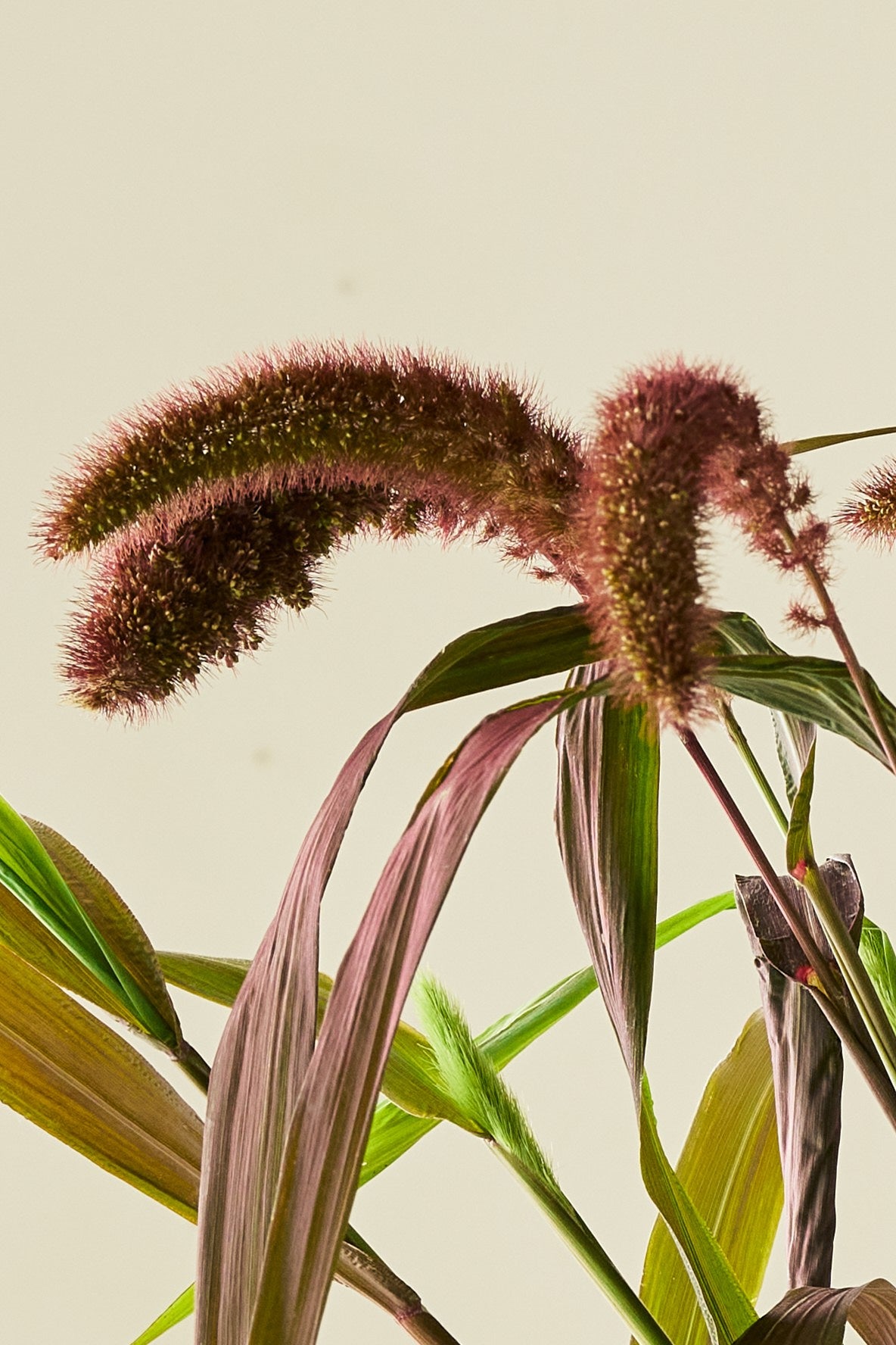 Kolbehirse 'Red Jewel'