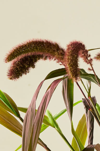 Kolbehirse 'Red Jewel'