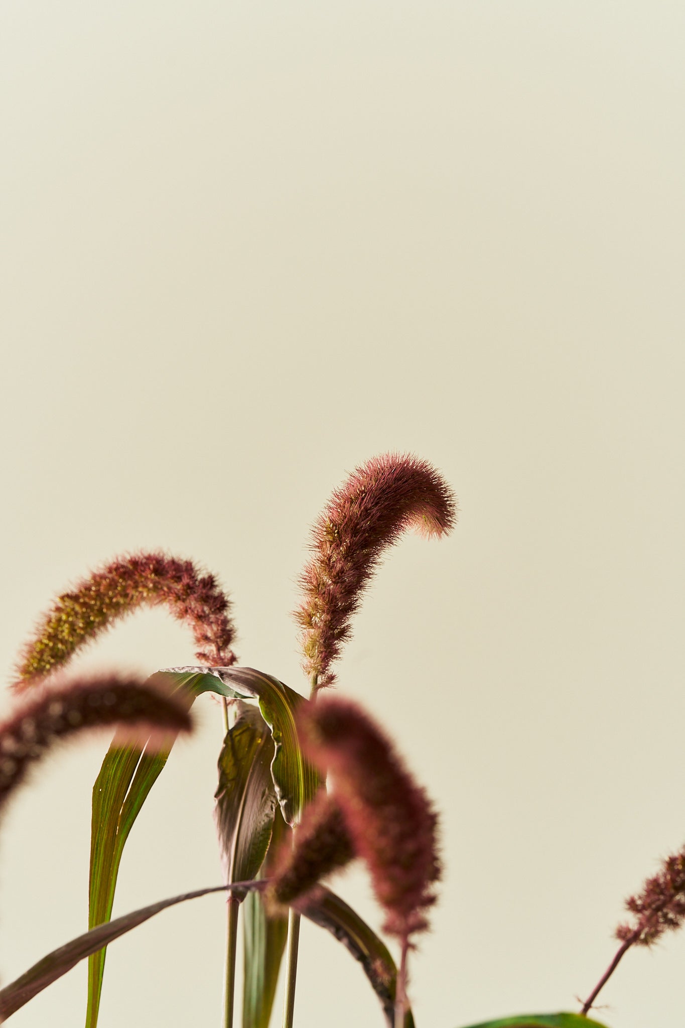 Kolbehirse 'Red Jewel'