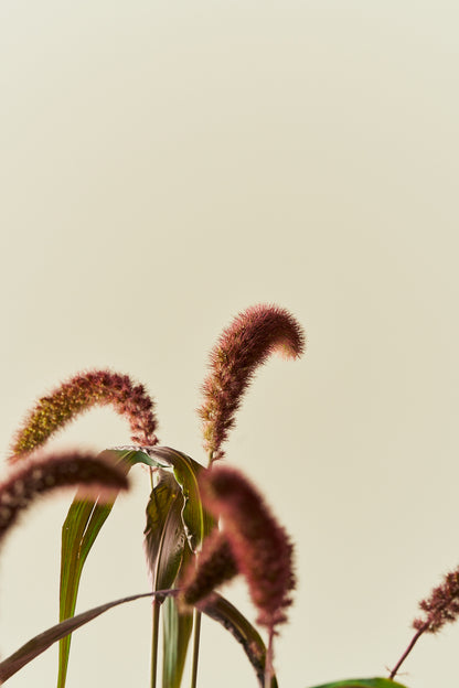 Kolbehirse 'Red Jewel'