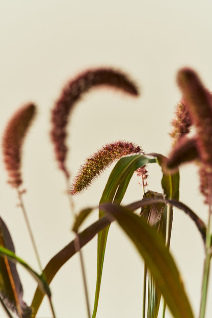 Kolbehirse 'Red Jewel'
