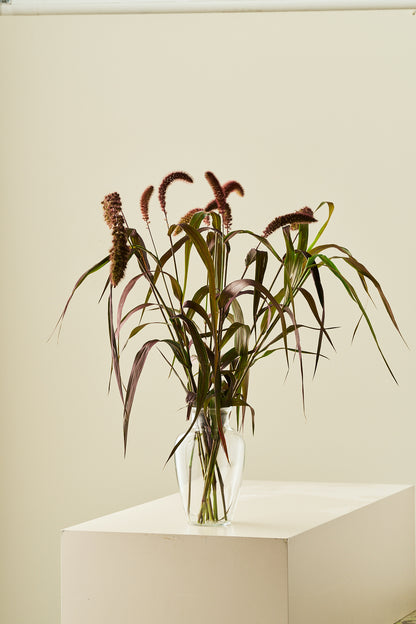 Kolbehirse 'Red Jewel'