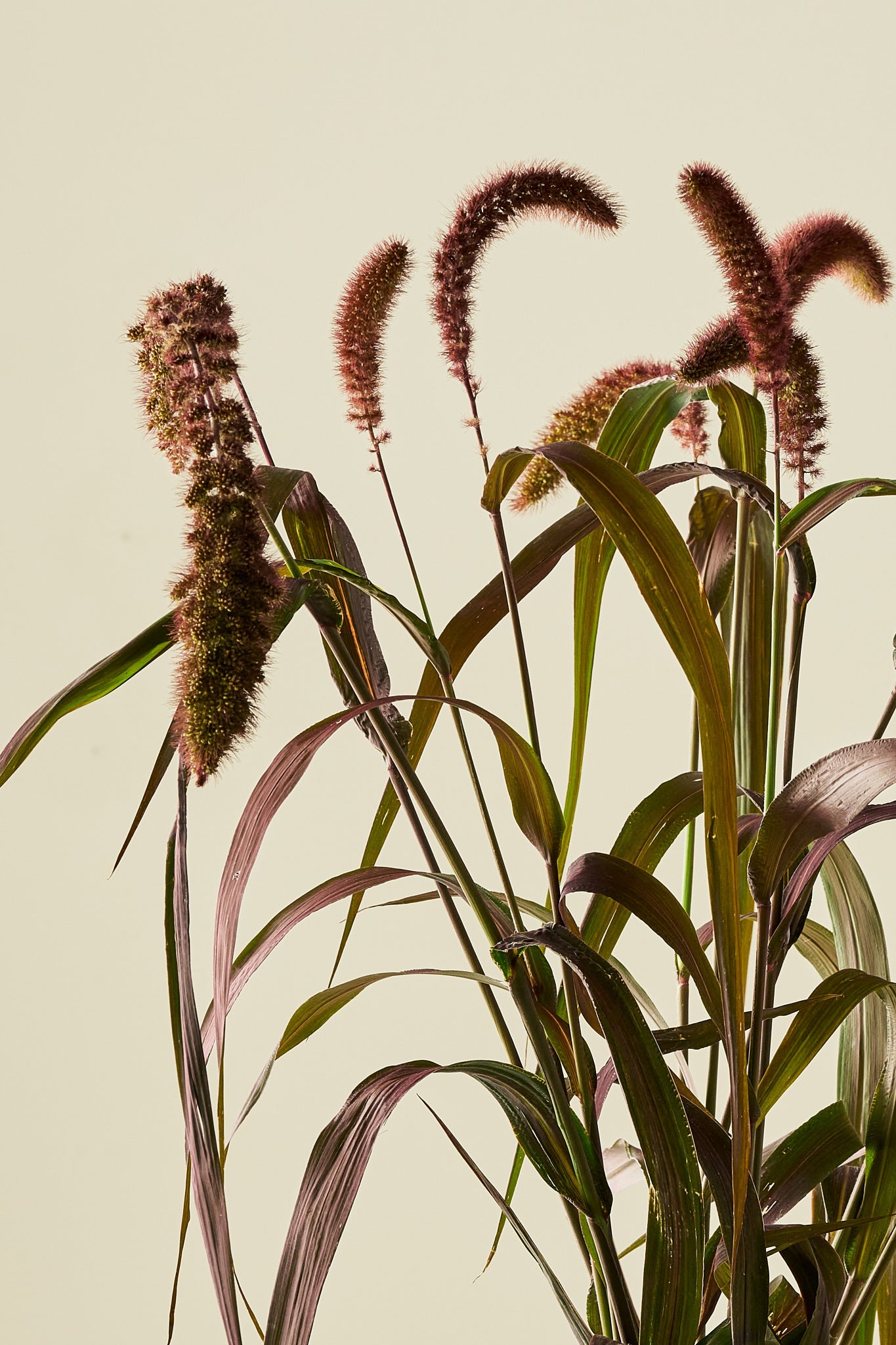 Kolbehirse 'Red Jewel'
