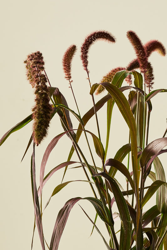 Kolbehirse 'Red Jewel'