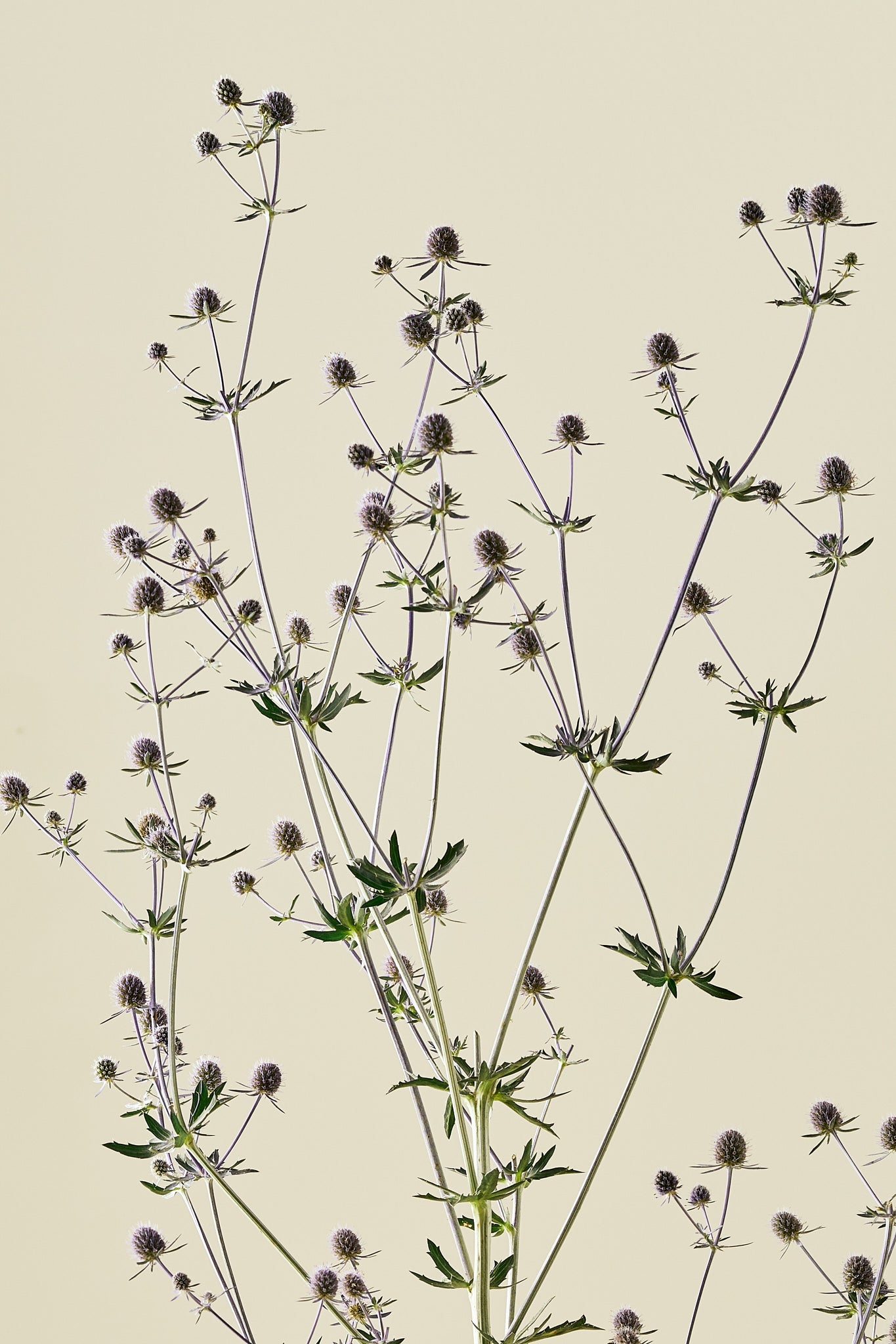 Mandstro ‘Blue Glitter’