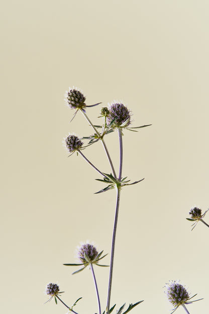 Mandstro ‘Blue Glitter’