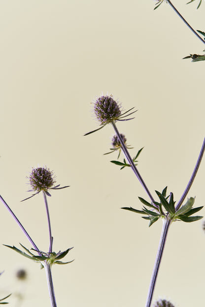 Mandstro ‘Blue Glitter’