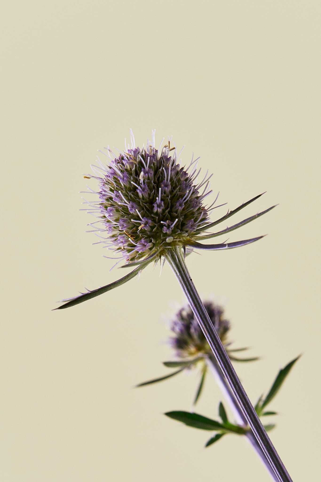 Mandstro ‘Blue Glitter’