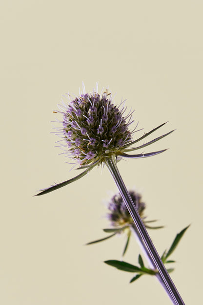 Mandstro ‘Blue Glitter’