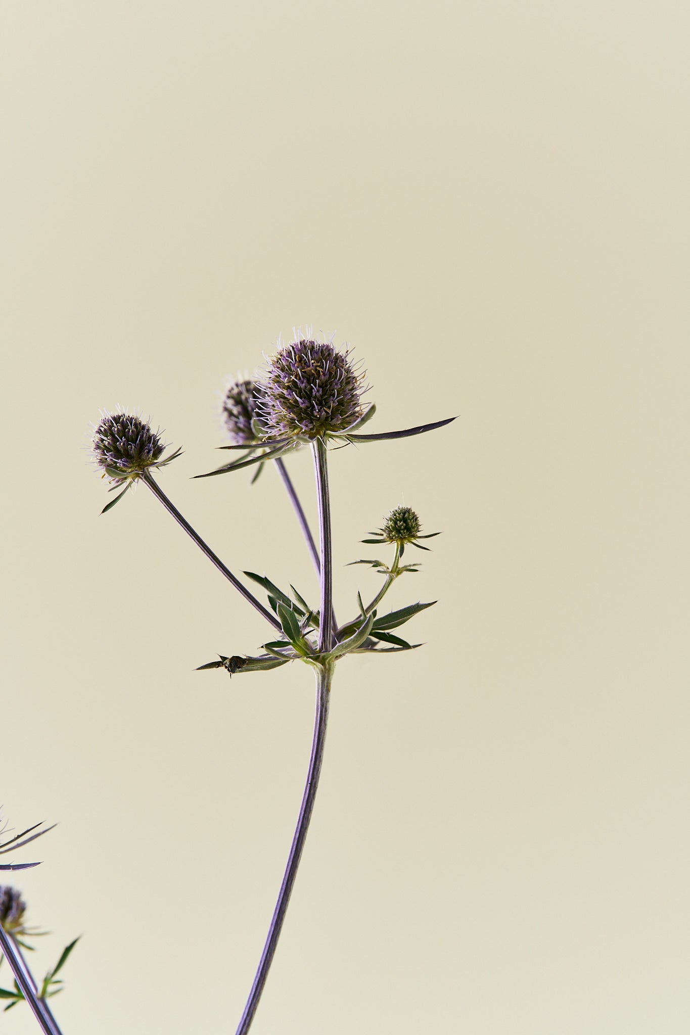 Mandstro ‘Blue Glitter’