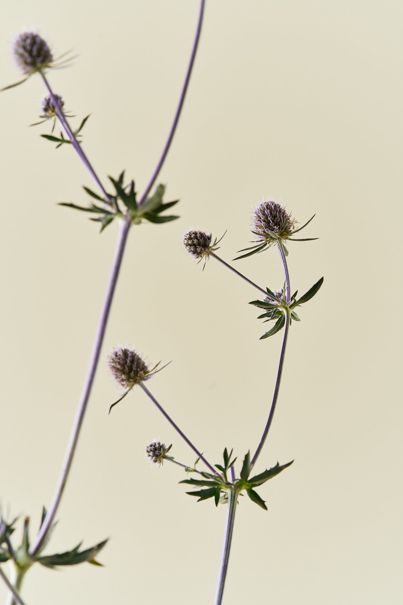 Mandstro ‘Blue Glitter’