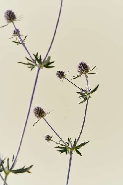 Mandstro ‘Blue Glitter’