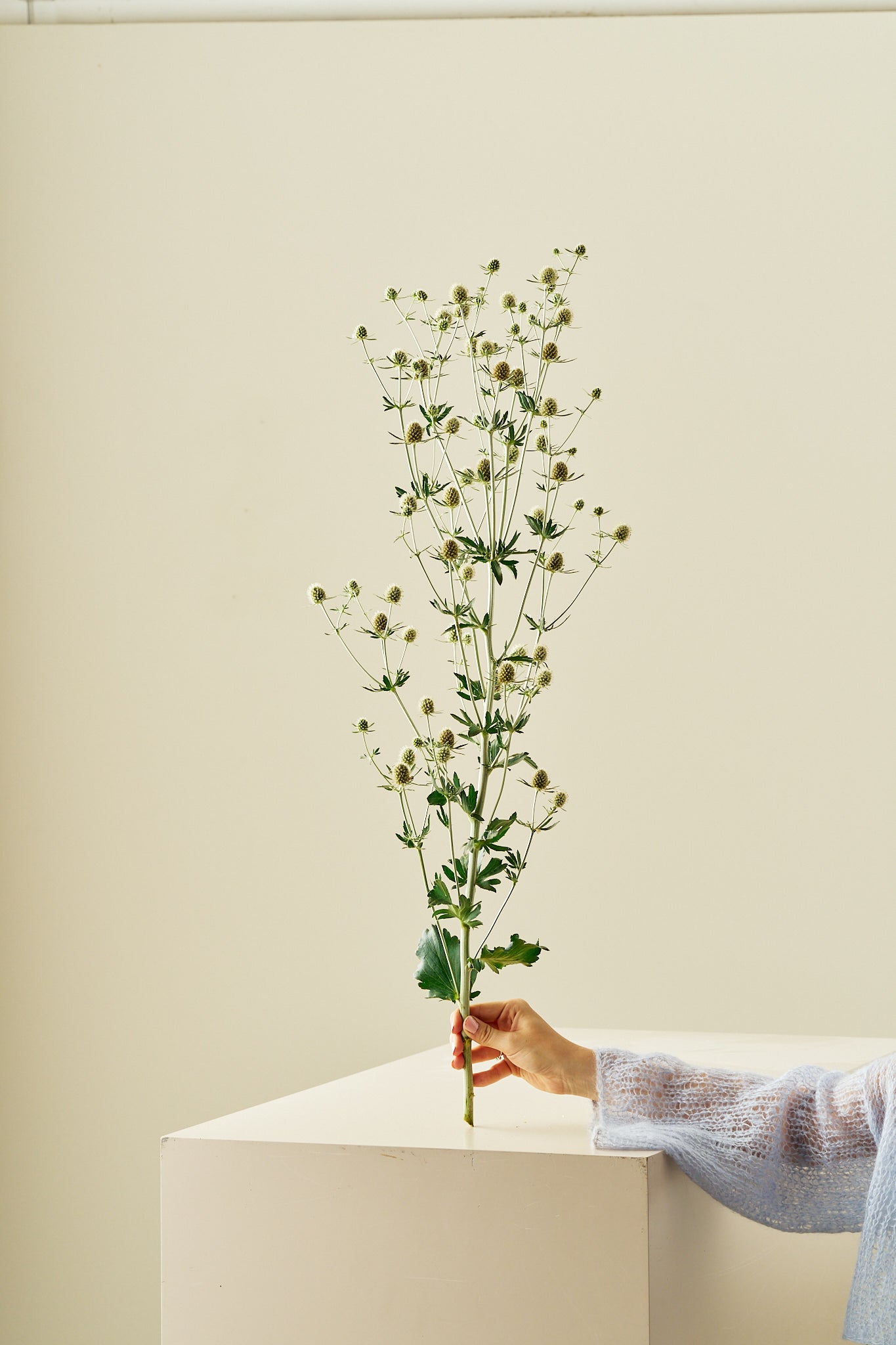 Mandstro 'White Glitter'