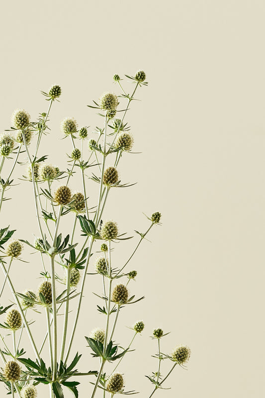 Mandstro 'White Glitter'