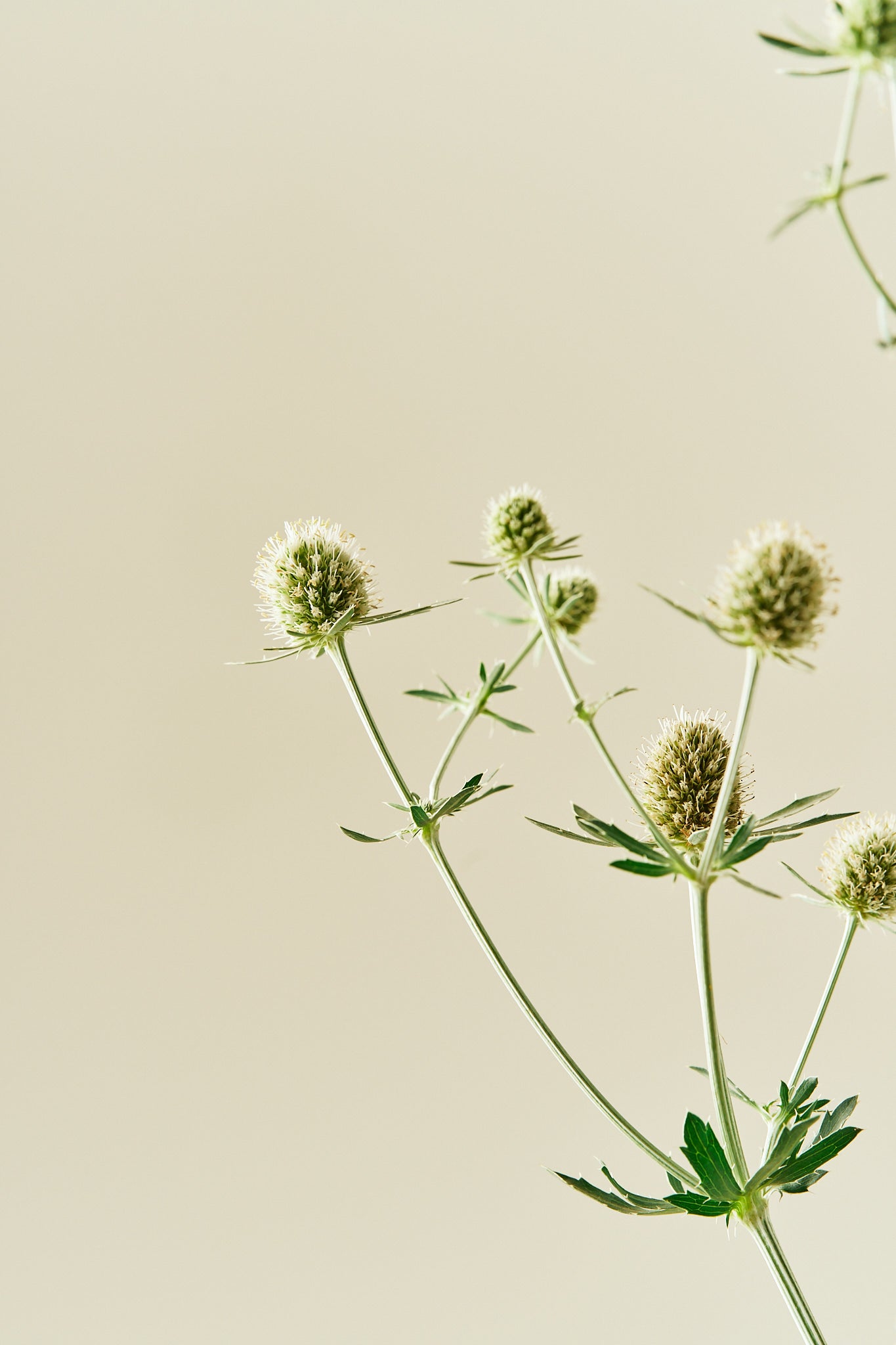 Mandstro 'White Glitter'