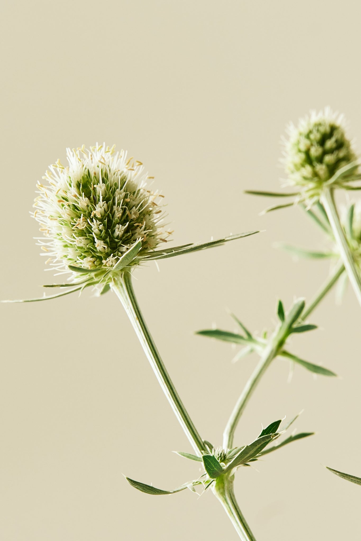 Mandstro 'White Glitter'