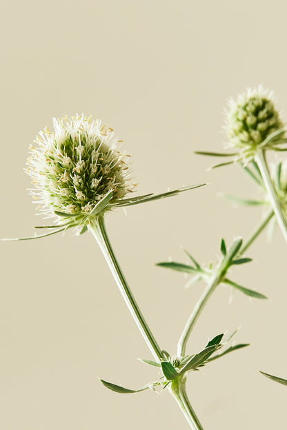 Mandstro 'White Glitter'