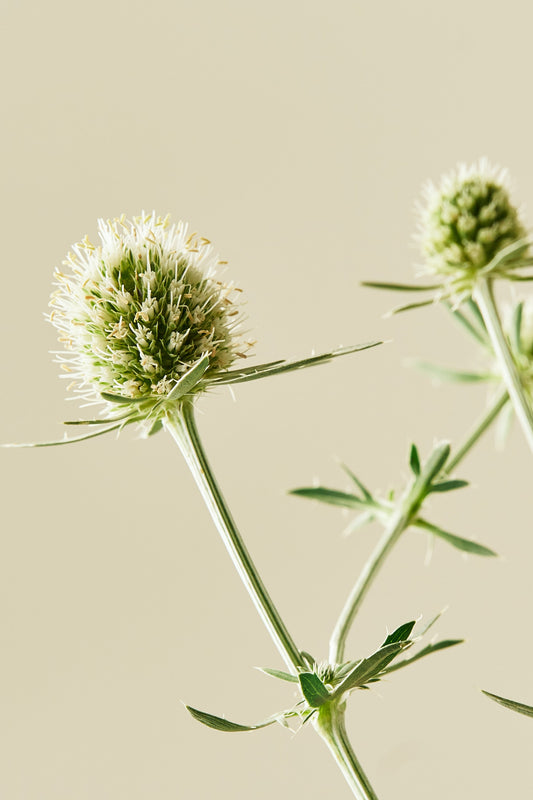 Mandstro 'White Glitter'