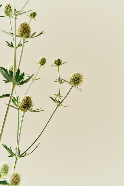 Mandstro 'White Glitter'