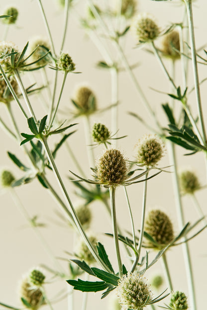 Mandstro 'White Glitter'