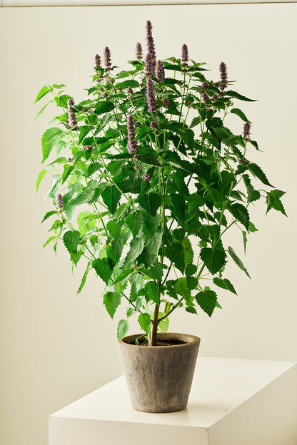 Anisisop 'Liquorice Blue'