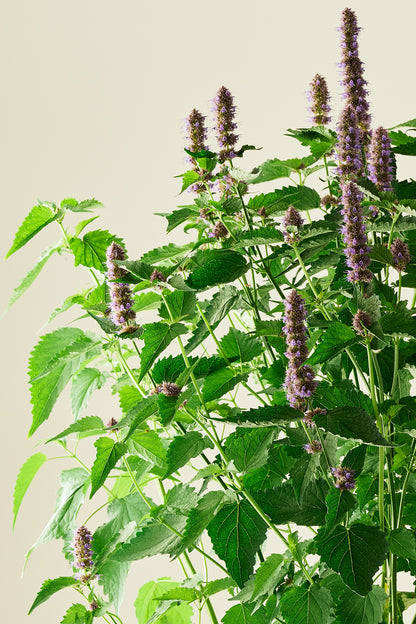 Anisisop 'Liquorice Blue'