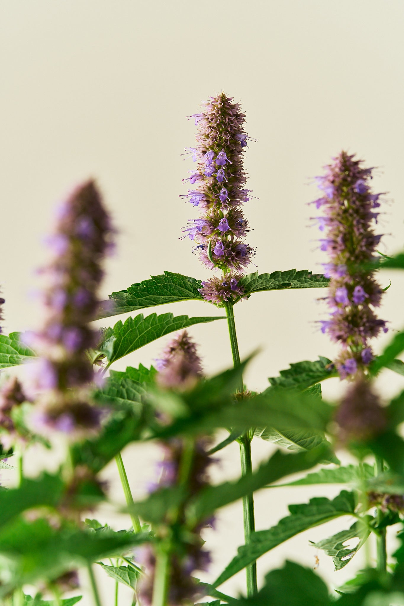 Anisisop 'Liquorice Blue'