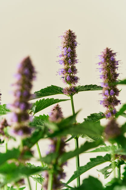 Anisisop 'Liquorice Blue'