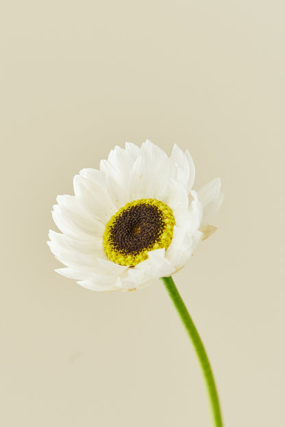 Solvinge 'White' - frø