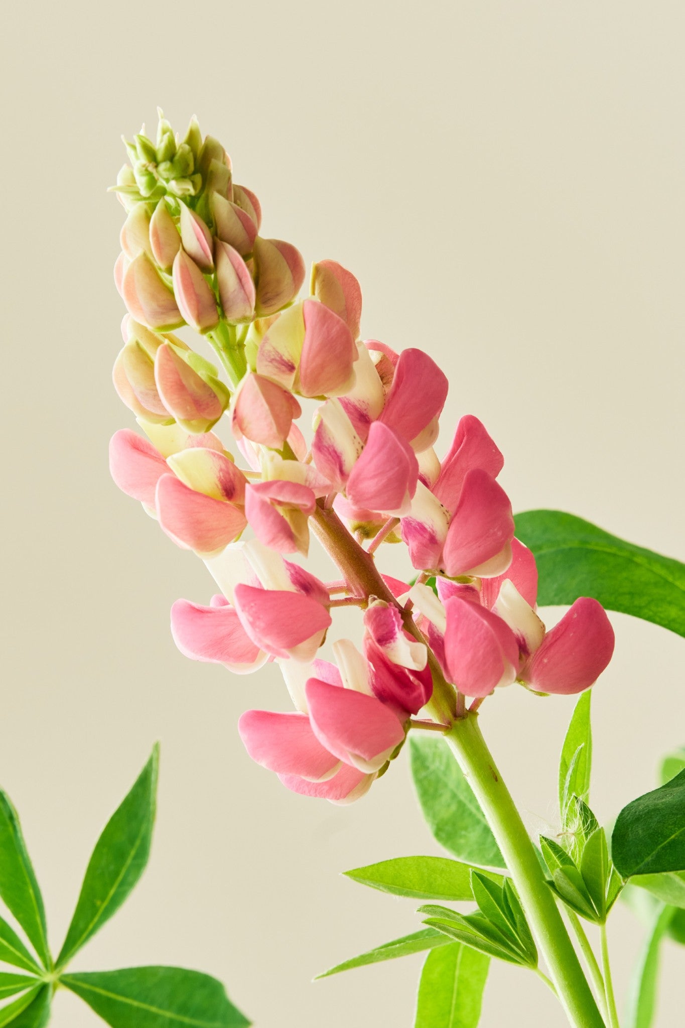 Lupin 'Russel The Chateleine' - frø
