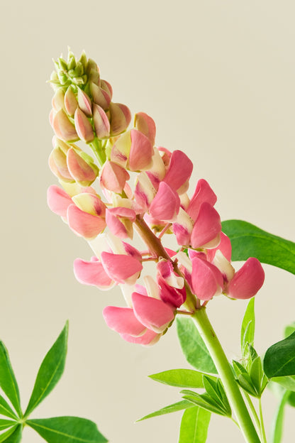Lupin 'Russel The Chateleine' - frø