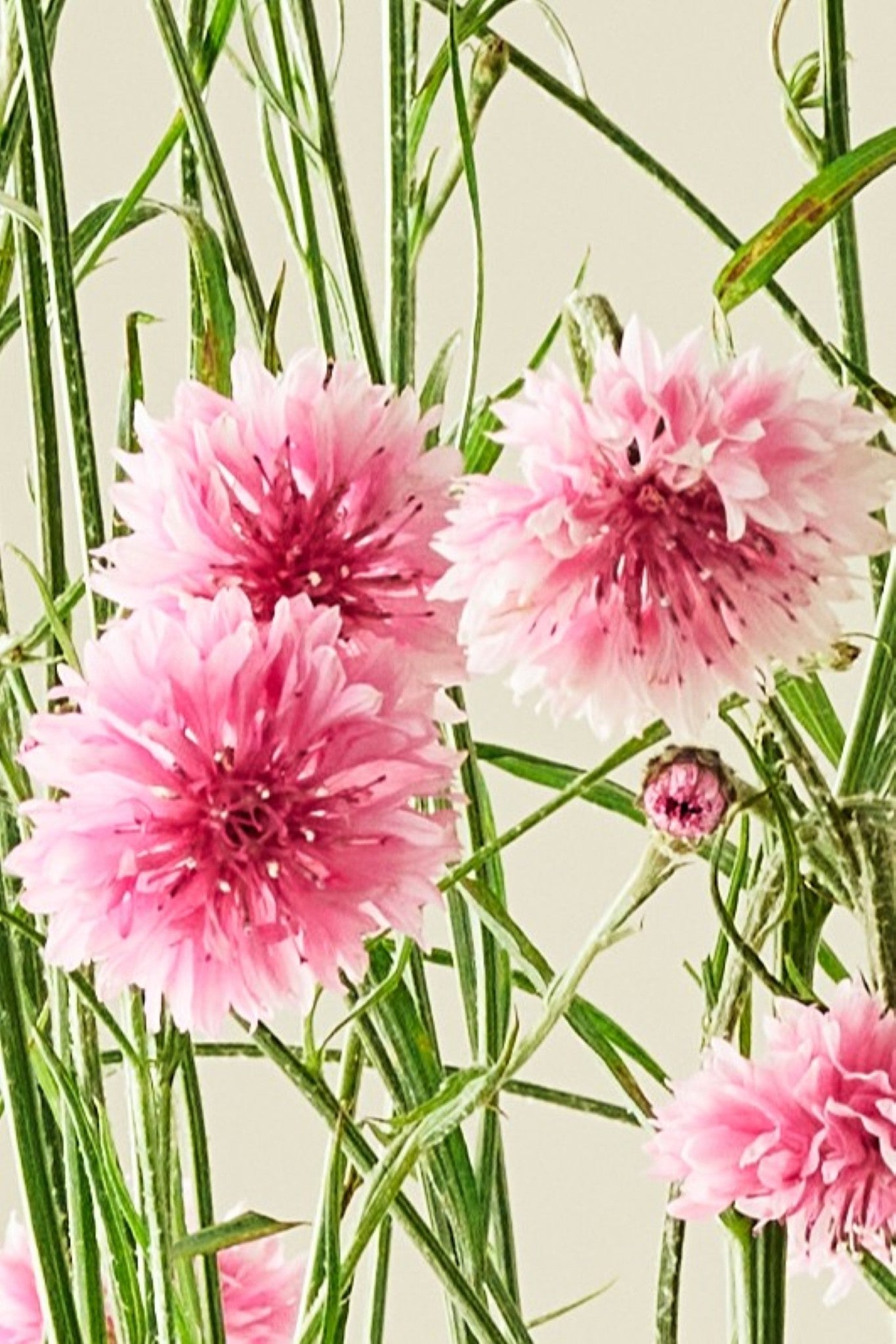Kornblomst 'Pink Ball' - frø