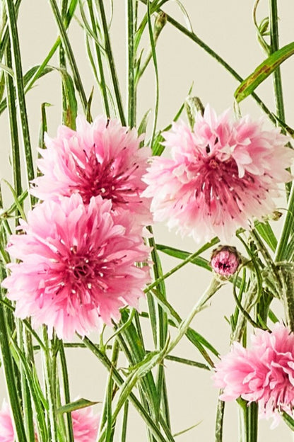 Kornblomst 'Pink Ball' - frø