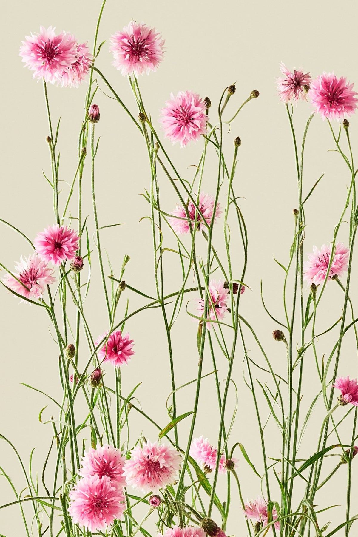 Kornblomst 'Pink Ball' - frø