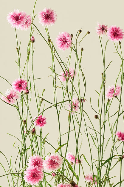 Kornblomst 'Pink Ball' - frø