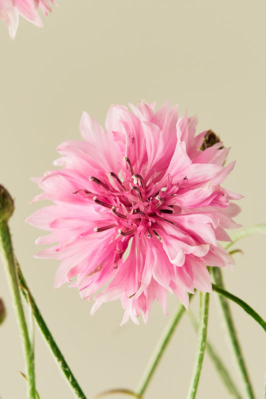 Kornblomst 'Pink Ball' - frø