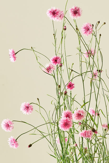 Kornblomst 'Pink Ball' - frø